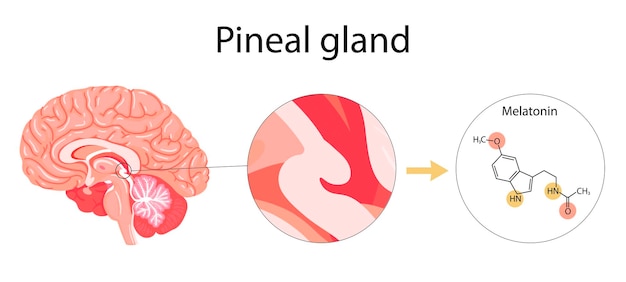 Melatonin hormone Pineal gland anatomical cross section