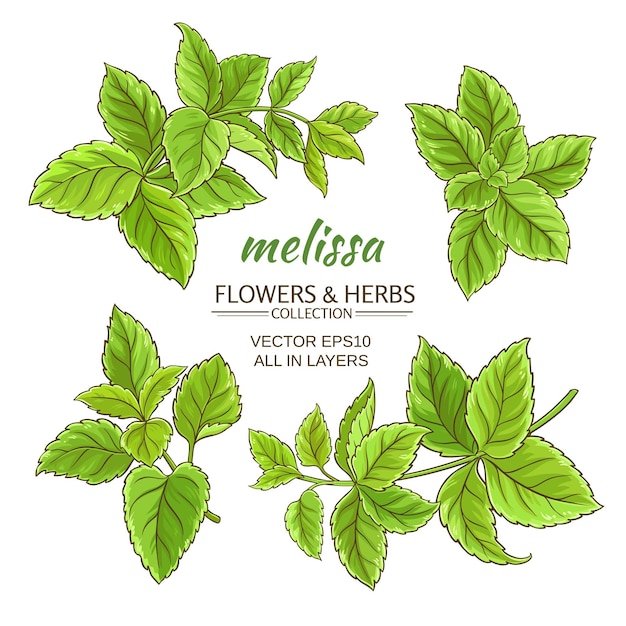 Melissa herb vector set on white background