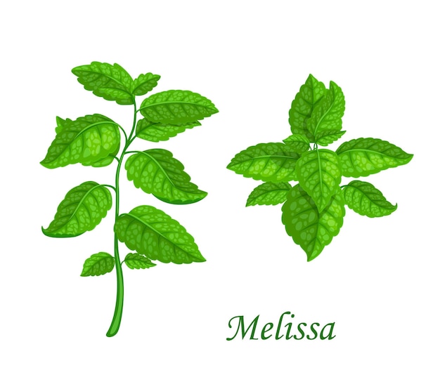 Melissa leaves and branch cartoon vector mint