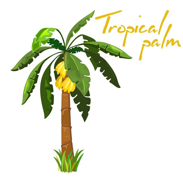 Vector mellow bananas fruit on palm tree, exotic sweet fruit.