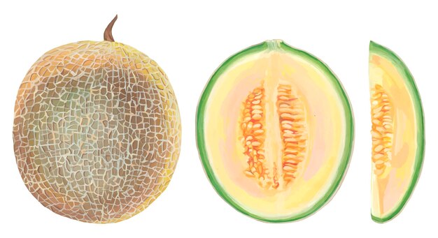 Vector melon fruit set realistic handdrawn acrylic painting of fresh tropical fruit vector trace cliparts isolated on white