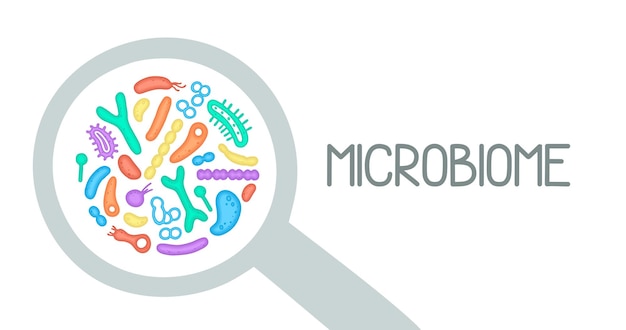 Microbiome illustration of bacteria Vector image Gastroenterologist Bifidobacteria lactobacilli