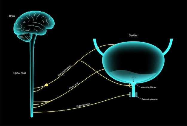 Micturition neural control