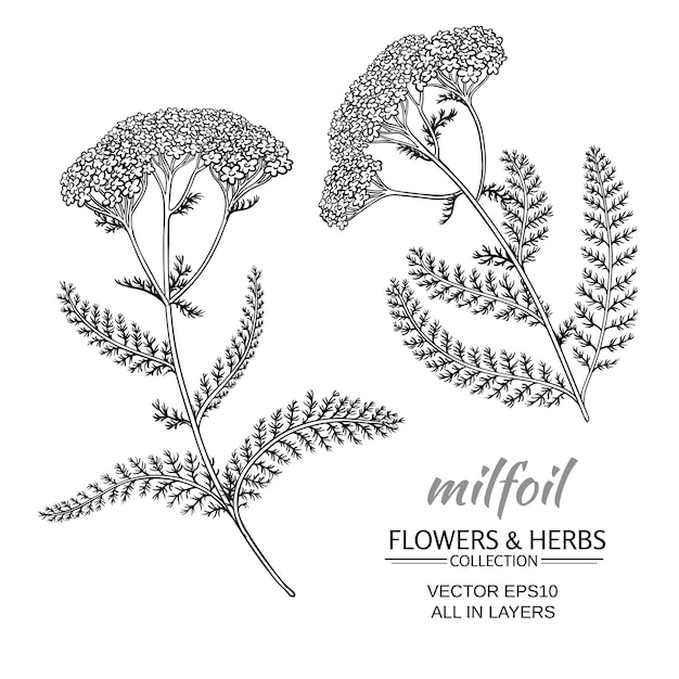 Vector milfoil flowers vector set on white background