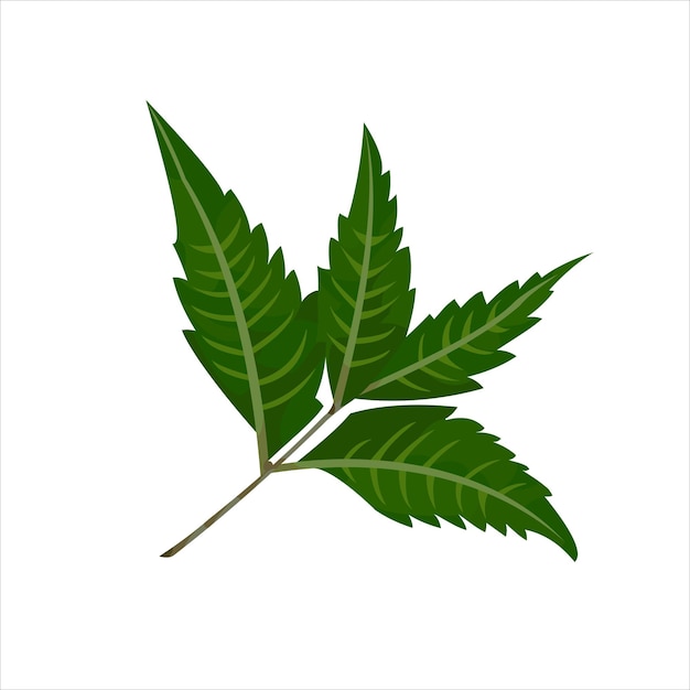 Mimba grean Leaf Vector flat design graphic Illustration 2d HD