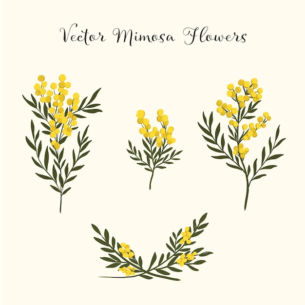 mimosa flowers set