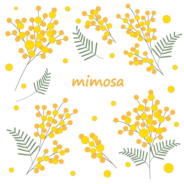 Mimosa vector branches set