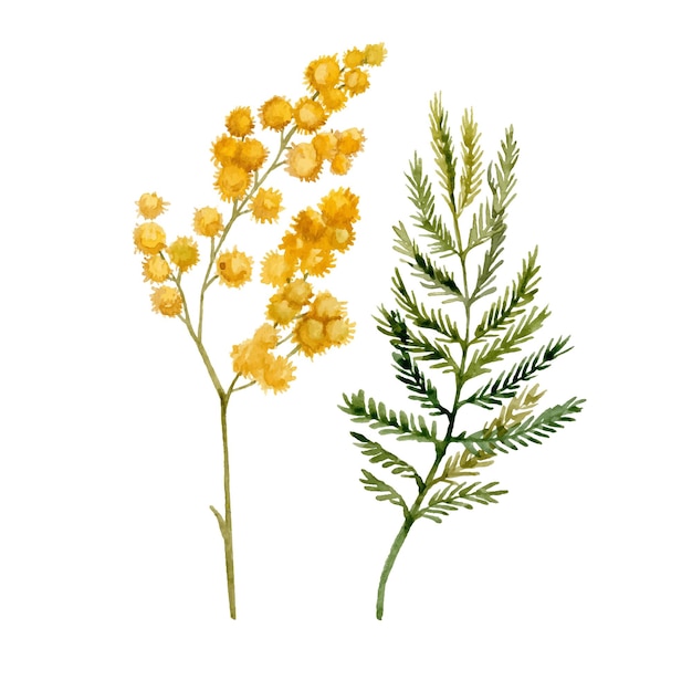 Mimosa yellow spring flowers set Watercolor hand drawn illustration isolated on white background