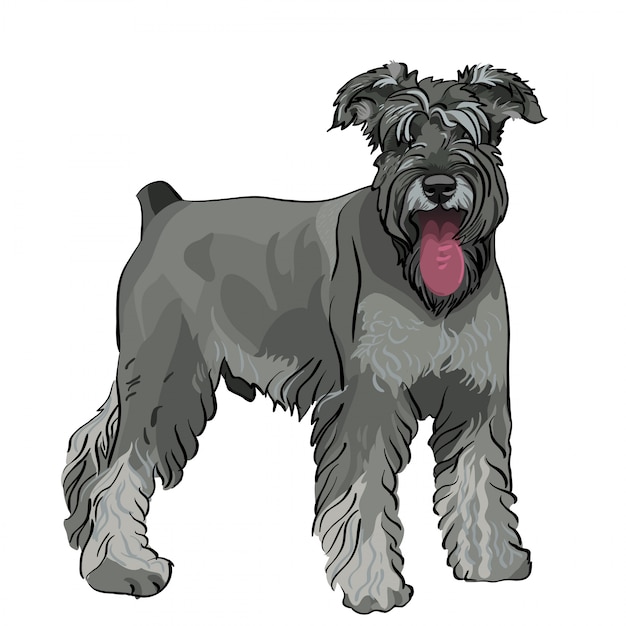 Miniature Schnauzer dog with his tongue hanging out