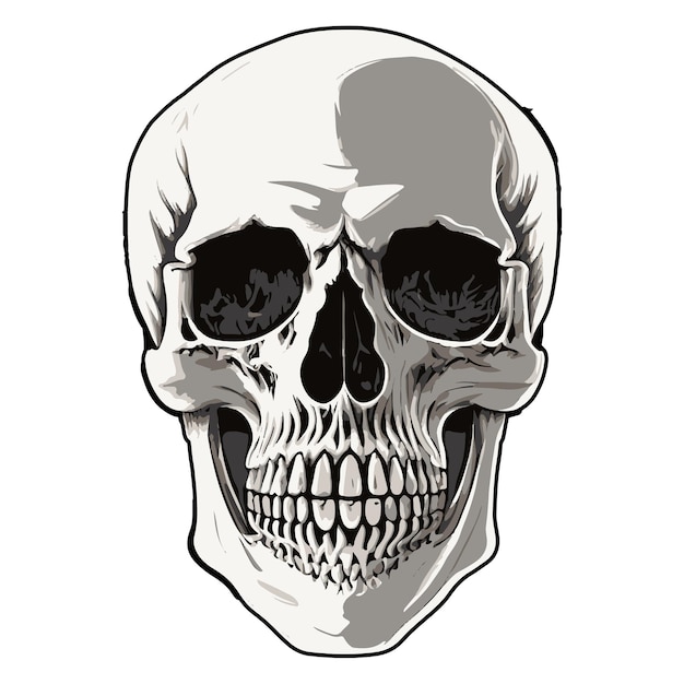 Minimalist Human Skull realistic vector illustration human dead head skull