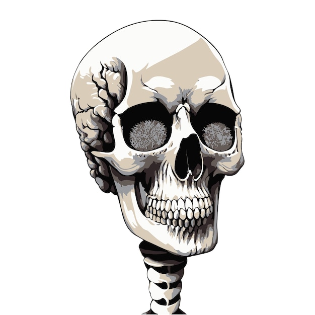 Minimalist Human Skull realistic vector illustration human dead head skull