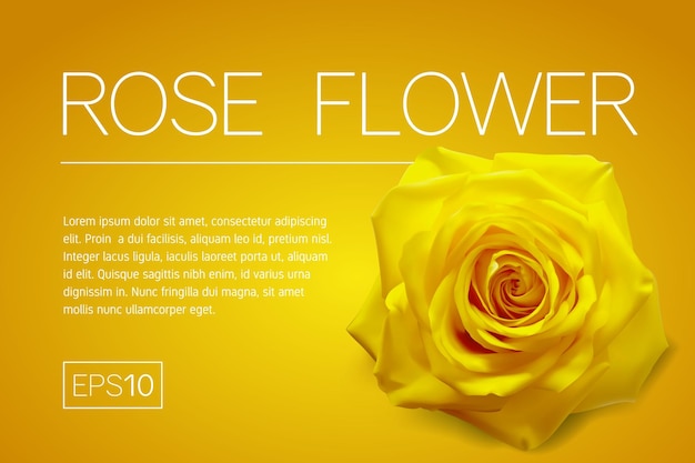 Minimalistic banner with a realistic yellow rose on orange background