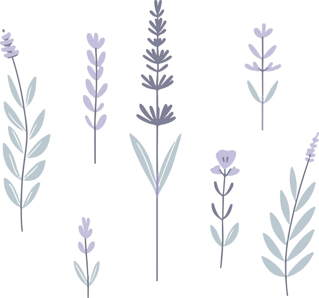 Minimalistic flat vector lavender summer illustration on a white background isolate