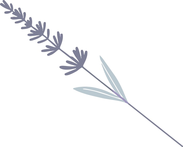 Minimalistic flat vector lavender summer illustration on a white background isolate