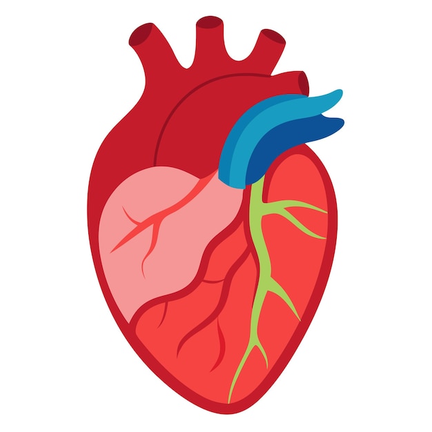 minimalistic human heart clipart cartoon style vector illustration