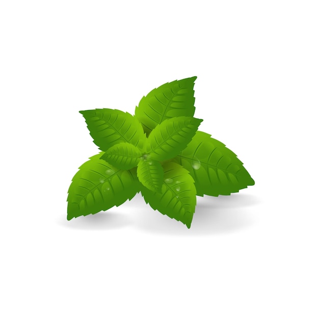 Mint on an isolated white