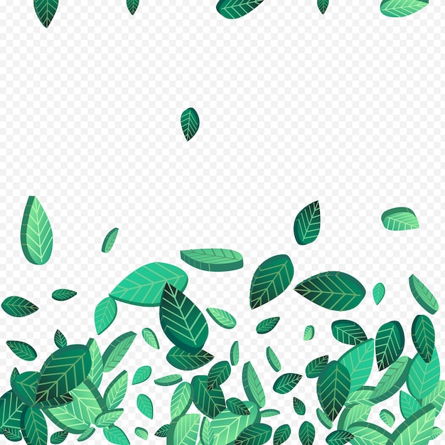 Mint Leaf Realistic Vector Transparent Background