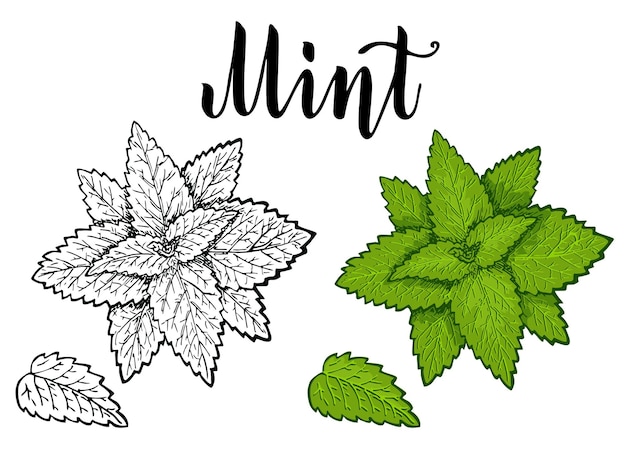 Mint leaves mint plant Botanical Hand drawn illustration Color and sketch in retro style Cooking