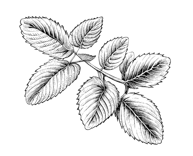 Mint leaves sketch hand drawn engraving style Vector illustration