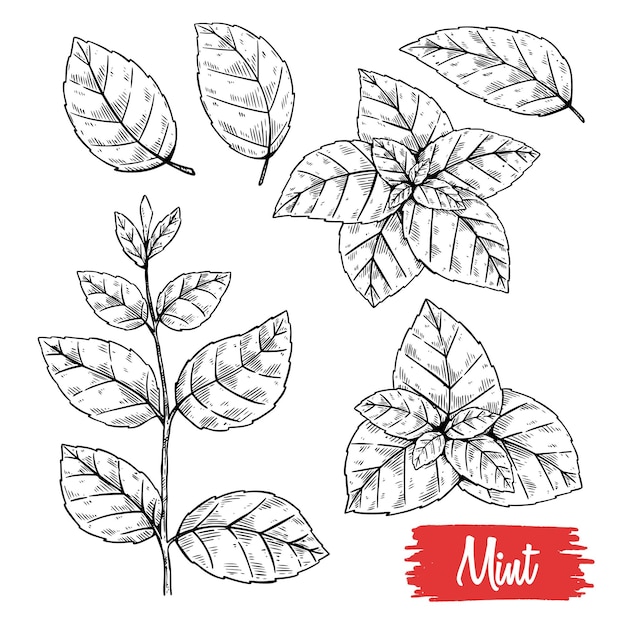 Mint vector drawing set Isolated mint plant and leaves Herbal engraved style illustration