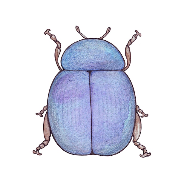 Vector mixed media drawing of a beetle in watercolor and colored pencils in blue shades sticker postcard