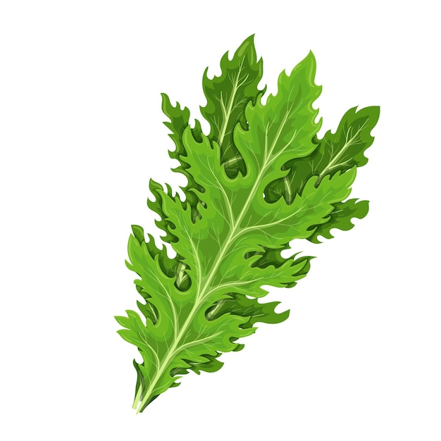 Mizuna lettuce green leaves. Japanese mustard greens vector illustration.