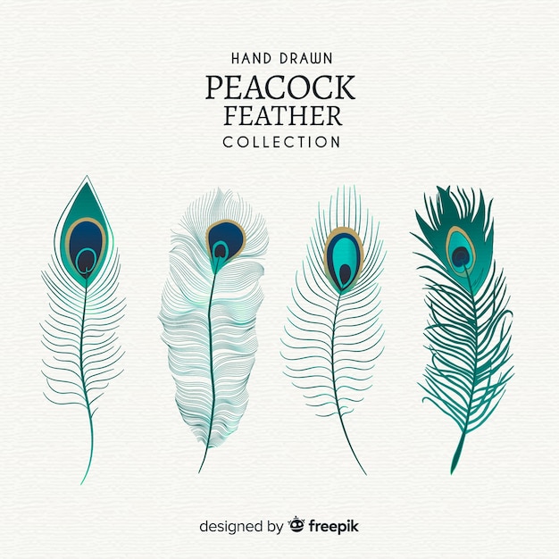 Modern hand drawn peacock feather collection