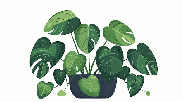 Vector modern illustration of indoor potted plant heart leaf philodendron