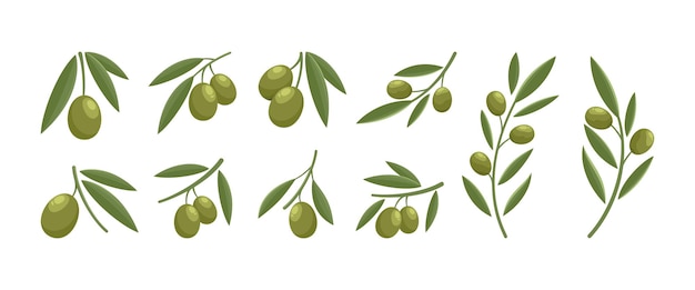 Modern olive logo design set