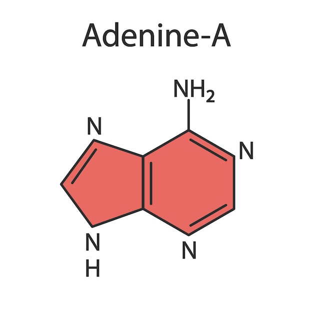 Vector molecule of adeninepurine base the base is present in dna and rna medical illustration