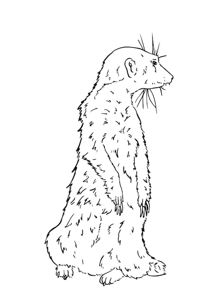 Mongoose predatory mammal stands on its hind legs doodle linear cartoon coloring book