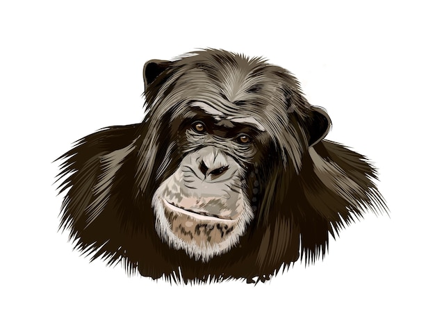 Monkey chimpanzee head portrait from a splash of watercolor, colored drawing .  