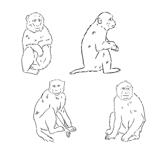 Monkey icon jungle macaque outline badge zoo animal vector illustration