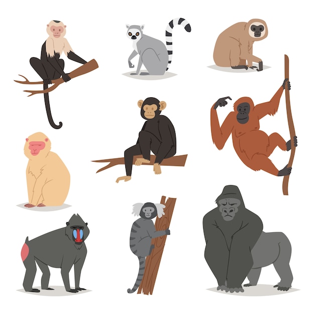 Monkey  set cute animal macaque monkeyish cartoon character of primate chimpanzee, gibbon and babbon monkeyshines illustration  on white