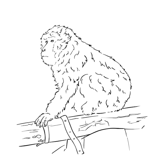 monkey sitting on a log macaque wild animal doodle linear cartoon coloring book