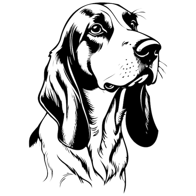 Monochrome Basset Hound portrait sketch realistic animal monochrome drawing vintage engraving line art