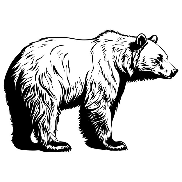 Vector monochrome bear illustration black and white vector art perfect for wildlife decor