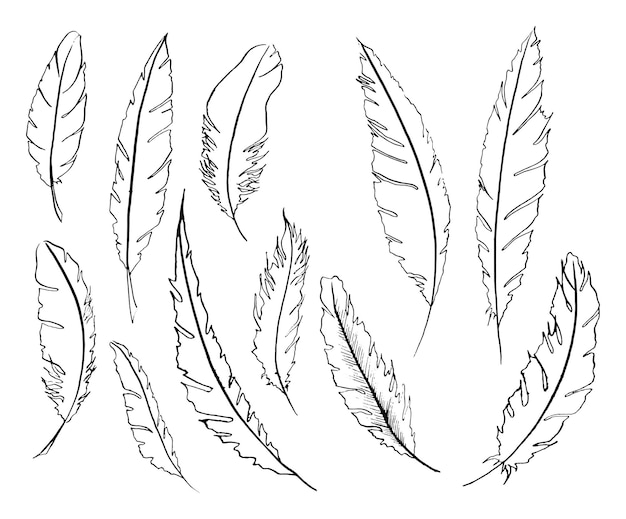 Monochrome black and white bird feather vector set