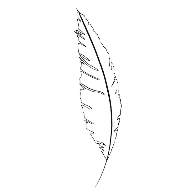 Monochrome black and white bird feather vector sketched art