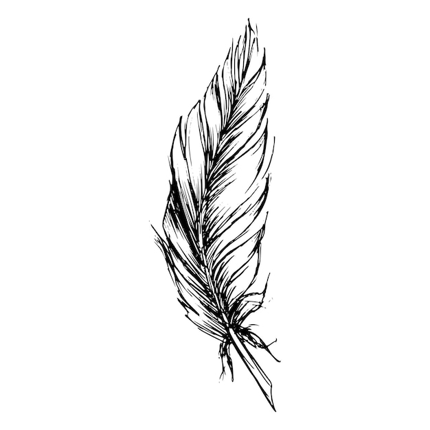 Monochrome black and white bird feather vector sketched art