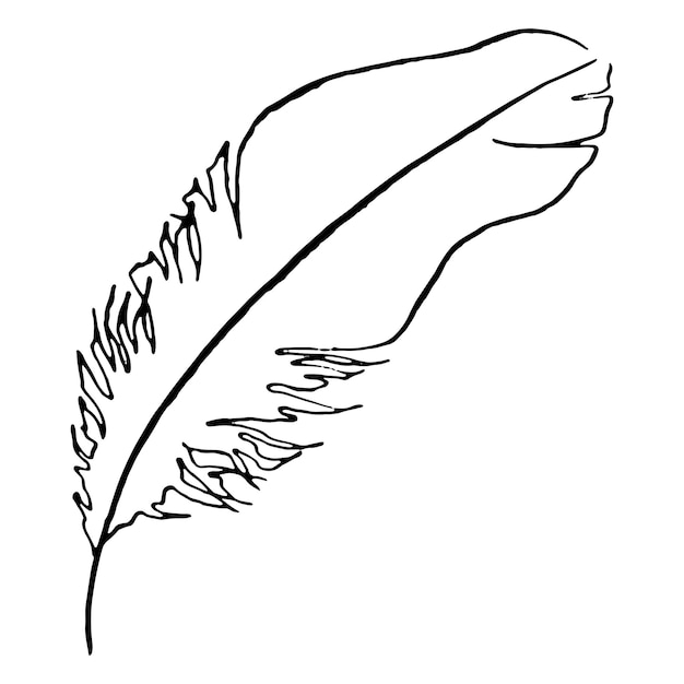 Monochrome black and white bird feather vector sketched art