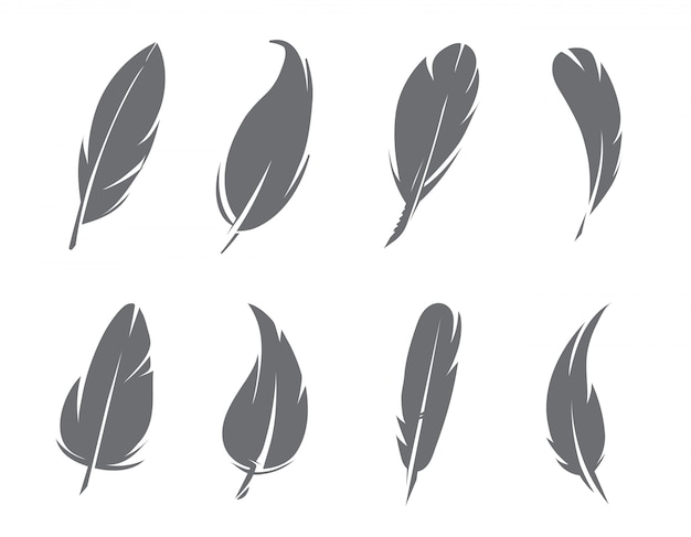 Monochrome feathers isolate  