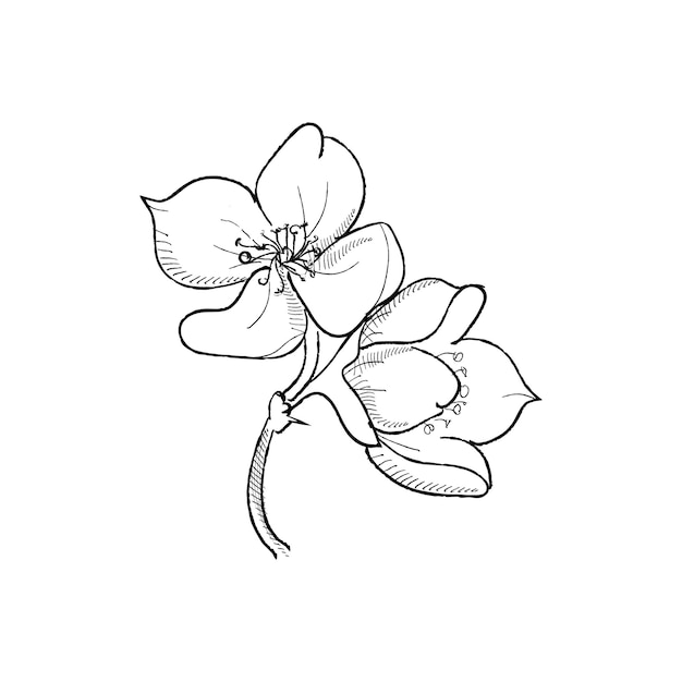 Monochrome jasmine flower herb hand drawing sketch isolated on white background.