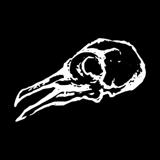 Monochrome skull of pigeon dove bird sketch vector