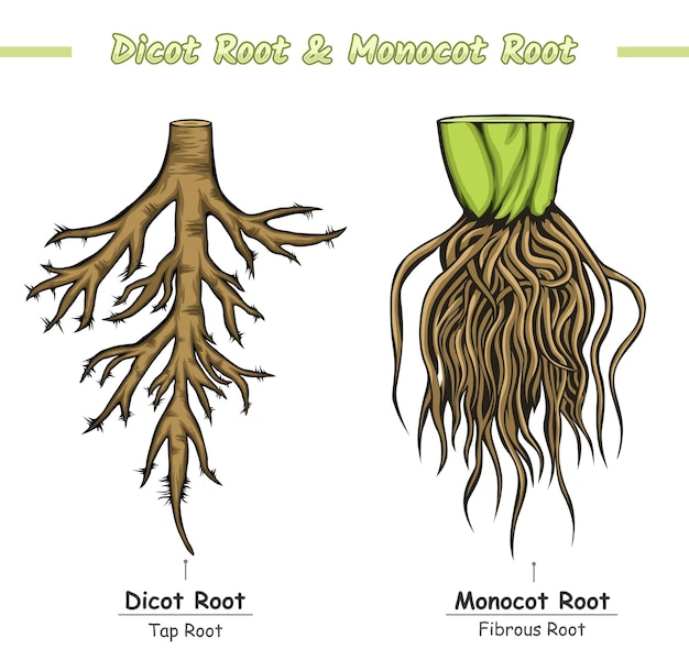 Monocot root and dicot root