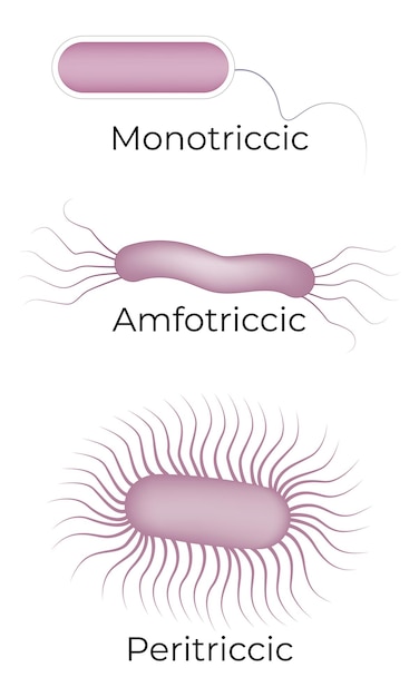 Vector monotriccic amfotriccic peritriccic vector illustration