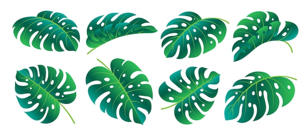 Monstera Deliciosa leaf icon set Spring hawaiian philodendron foliage Different shape single leaves isolated on white background Floral design element Green gradient tropical exotic plant branch