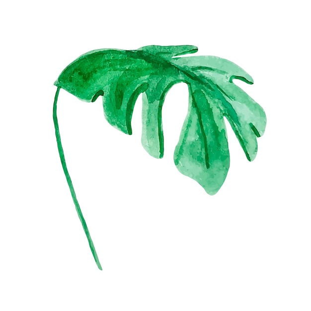 Monstera green tropical leaf watercolor clipart isolated