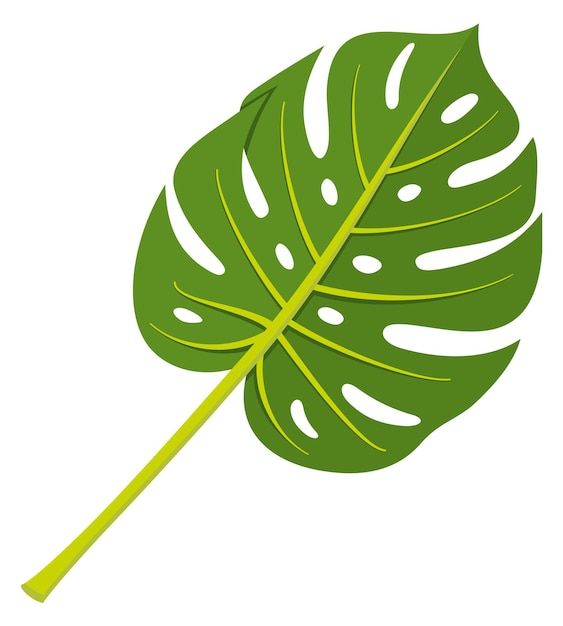 Monstera leaf Green exotic plant foliage icon