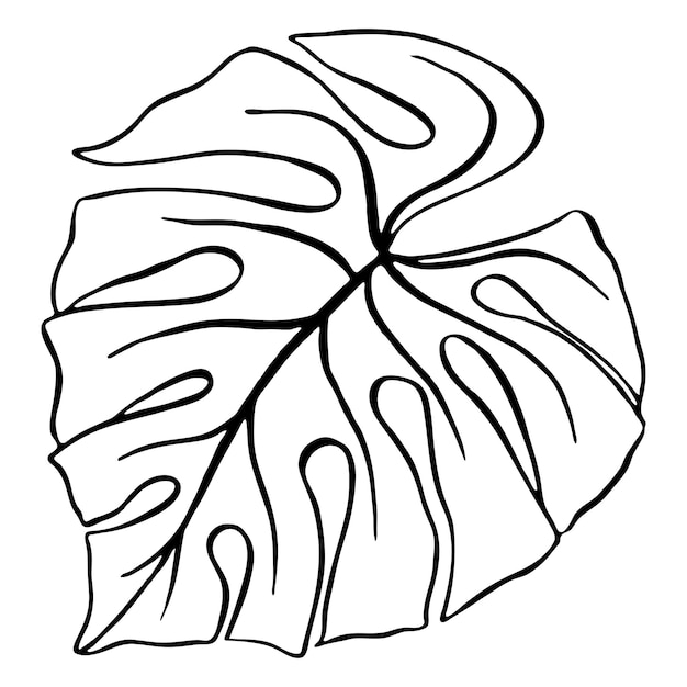 Monstera leaf tropical plant ink line art hand drawn sketch isolated vector